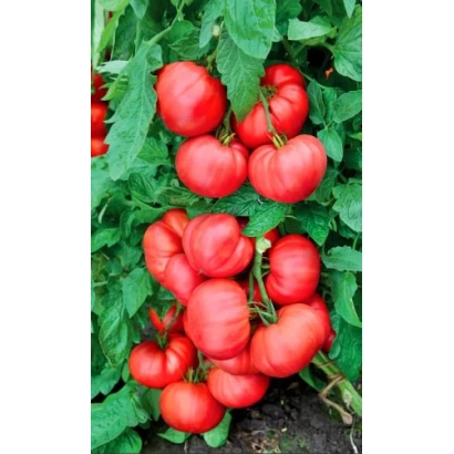 Крупные красные томаты на ветке среди зелёных листьев - МАЛИНОВЫЙ ВОСТОРГ