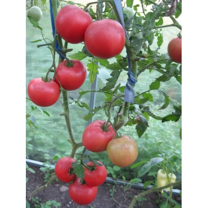 Красные томаты желанного сорта на ветвях в саду - МАЛИНОВЫЙ ЖЕЛАННЫЙ