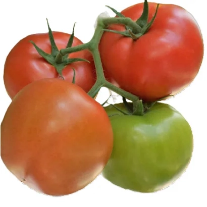 Свежие томаты МАЛУНО на ветке