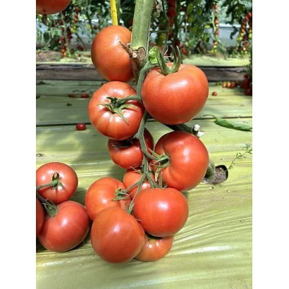 Спелые красные томаты на ветке, сорт Томат - МАЛВАРИЯ