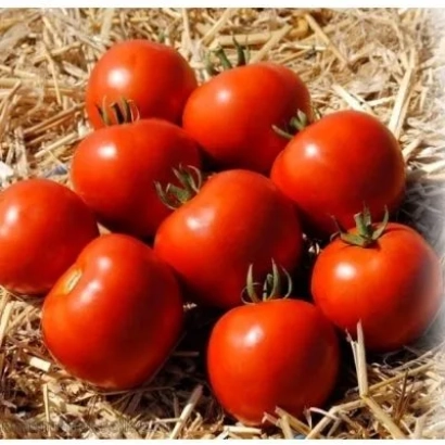 Красные томаты на соломе - МАМАКО