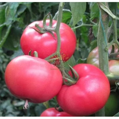 Спелые красные томаты на кусте - МАМСТОН