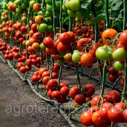 Томаты сорта Манами на кустах в теплице