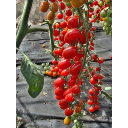 Куст томата с красными и зелеными плодами на черной мульче - Мандат