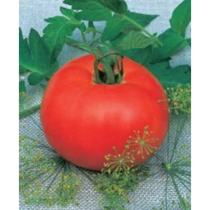 Червоний помідор сорту Манечка F1 на фоні зелені