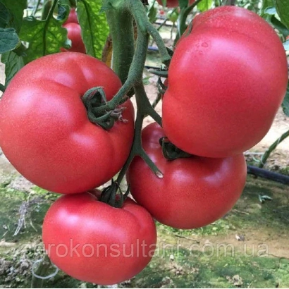 Крупные красные томаты на ветке - МАНЕКРО