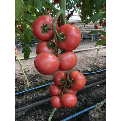 Спелые красные томаты Мануса на ветке в теплице