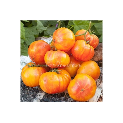 Свежие красные томаты на ветвях - МАРЦИПАН