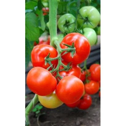 Спелые и зеленые помидоры сорта Марисса F1 на ветке