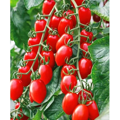 Красные помидоры на ветвях - Марс