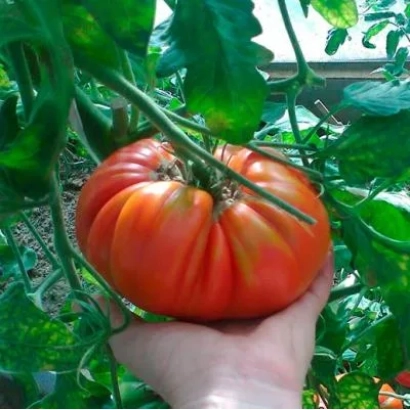 Крупный красный помидор сорта МАРШАЛ ПОБЕДА в руке на фоне зелени