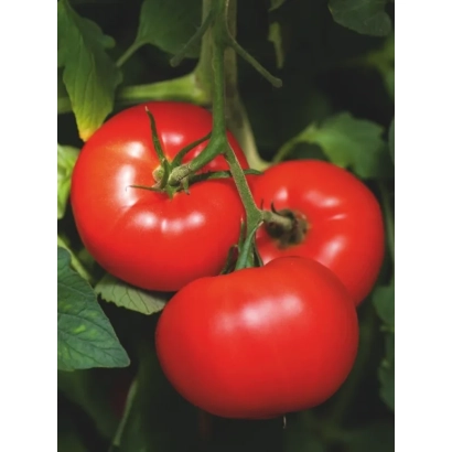 Ripe red tomatoes on a vine - MARTÉZ