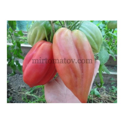 Красные и зеленые помидоры сорта Миртоматов на ветке - Марти