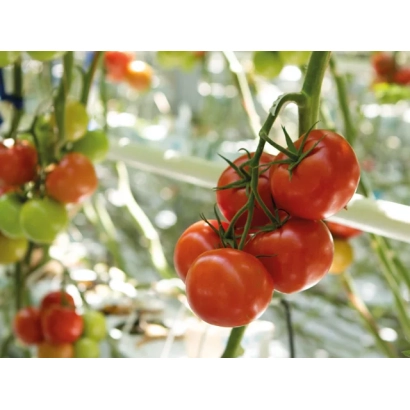 Дозрілі червоні помідори на гілці в теплиці - Мартиника