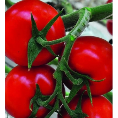 Крупный план красных томатов на ветке - МАРВЕЛЛАНС