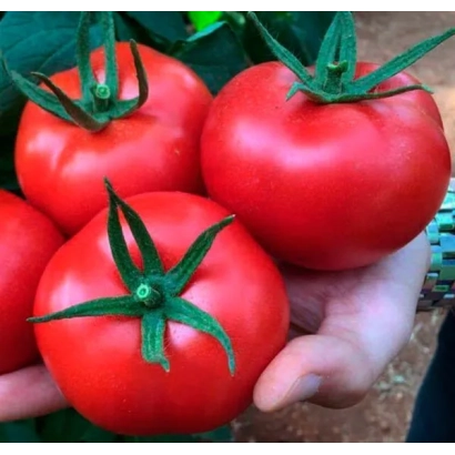 Красные томаты сорта МАСКО | MASKO в руке