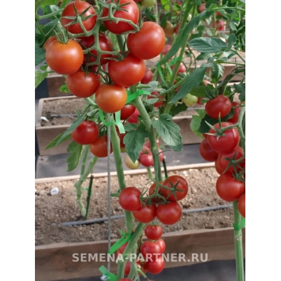 Спелые красные томаты на кусте, семена Томат - МАСКОТТА