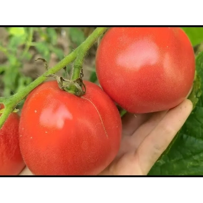 Красные томаты на ветке, держатся в руке - МАССАД