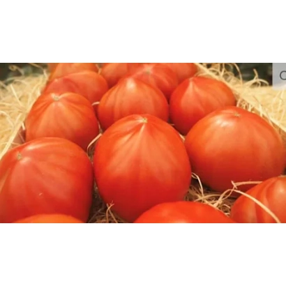 Красные томаты сорта МАССОН на соломе