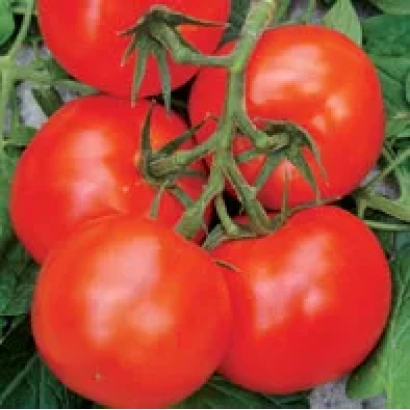 Красные помидоры на ветке - Мастер F1