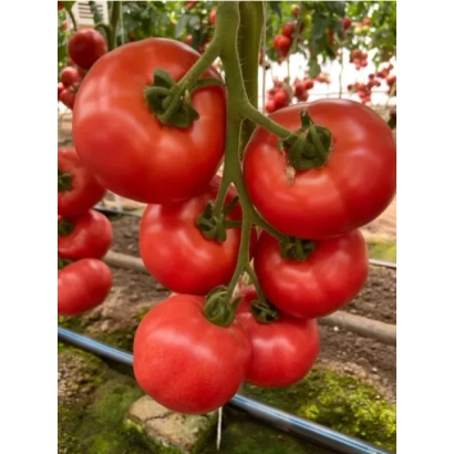 Спелые красные томаты на ветке в теплице - Масуми