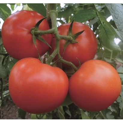 красные томаты на ветке - Матиас