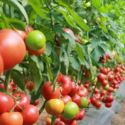 Томати на кущі в теплиці - Матіссімо
