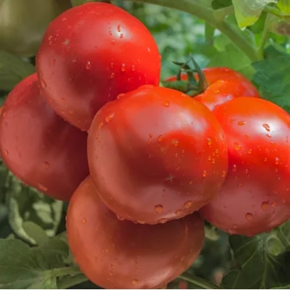 красные помидоры на ветке - Матрикс