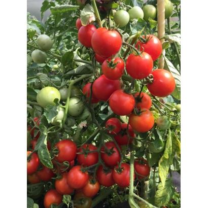 Дозрілі та зелені помідори на кущі - МАТУРБО