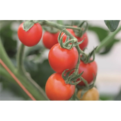 Свежие красные помидоры на ветке - МАУНТИН МЕЙДЖИК