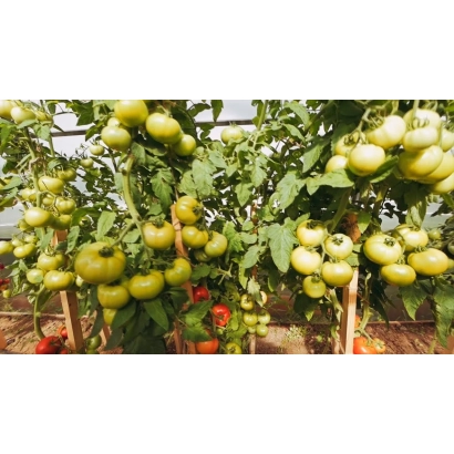 Томаты на кусте в теплице - МЕЧТАЛИН