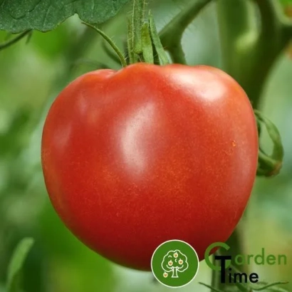 Красный томат на ветке с логотипом Garden Time - МЕДЕНО СРЦЕ