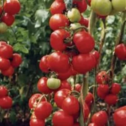 Ближній план червоних та зелених томатів на кущі - Медина