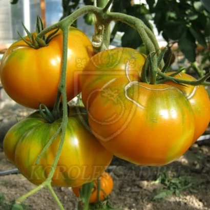 Ripe tomatoes of Honey Giant variety on vine