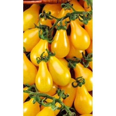Желтые помидоры сорта Медовый каскад на ветвях