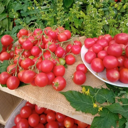 Свежие красные томаты на ветвях и в тарелке на фоне зелени - МЕДОВЫЙ МИЛЛИОН