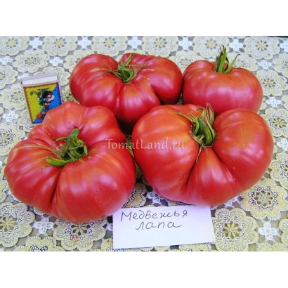Крупные красные томаты сорта Медвежья Лапа на белой салфетке с этикеткой