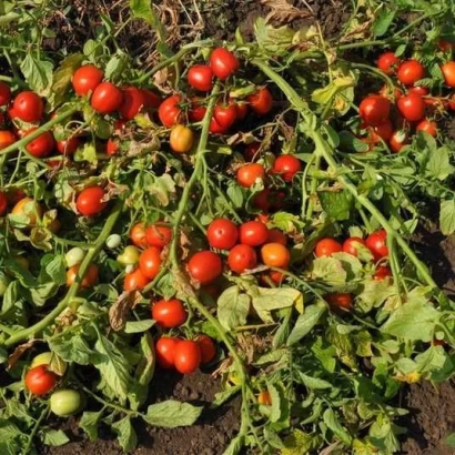 Куст томата Мегрез с красными и зелеными плодами на фоне земли