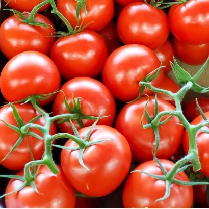 Свіжі червоні помідори на гілках - Мерліс