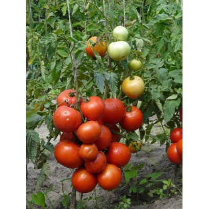 Спелые и незрелые томаты на кусте - Метелица