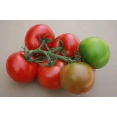 Свежие томаты сорта Метис F1 на ветке