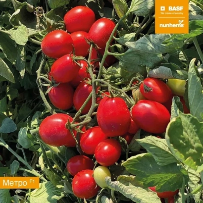 Червоні помідори сорту Метро на гілці