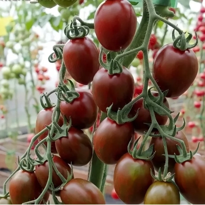 Крупный план спелых томатов сорта Midnight на лозе в теплице - МИДНАЙТ