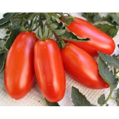 Red tomatoes of the MIG variety on a vine