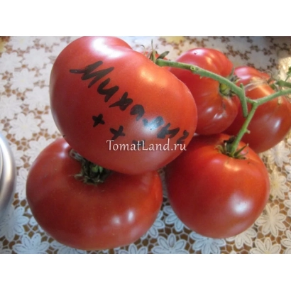 Томаты сорта Михаэла на ветке