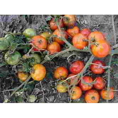 Спелые и зеленые томаты на ветвях растения - МИХНЕВЕЦ