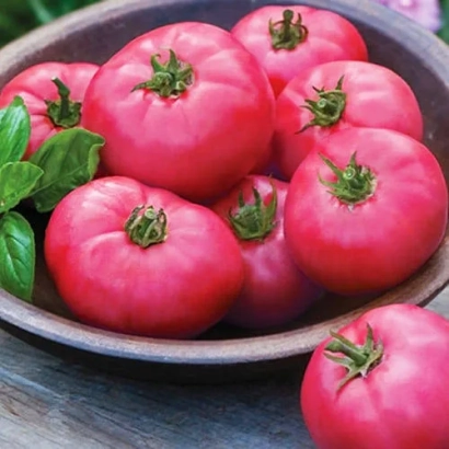 Pink Michado tomatoes in a wooden bowl with basil leaves - MICADO PINK