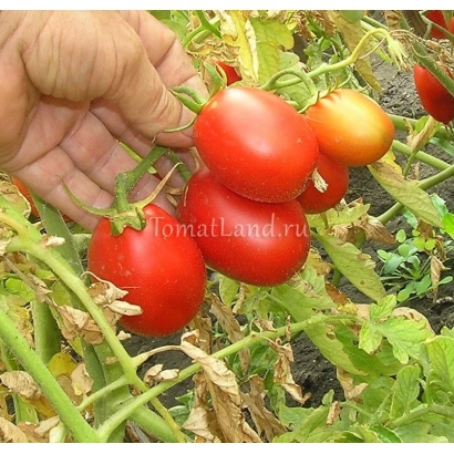 Красные томаты сорта Миколка F1 на ветке в руке