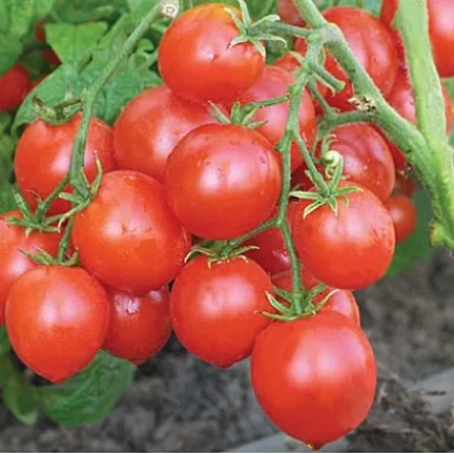 Сочные красные томаты сорта Милашка на ветке