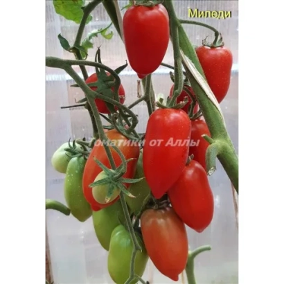 Красные и зеленые помидоры сорта Миледи на ветке